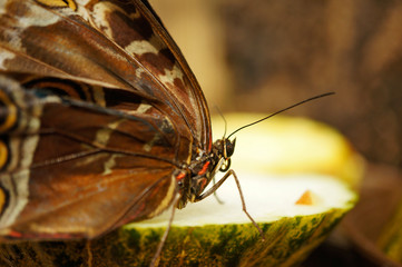 Tropischer Schmetterling - Blauer Morphofalter