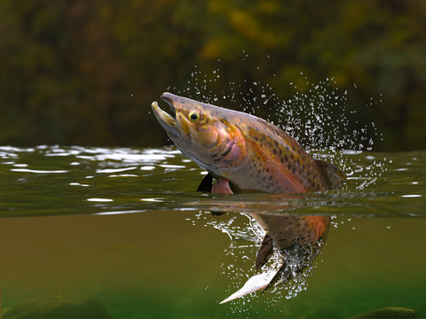 Brown trout fish jumping in river halfwater view 3d realitstic render