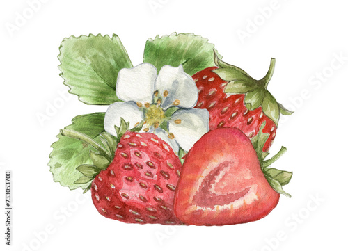 realistic watercolor illustration of