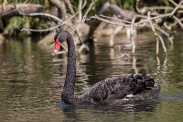 cygne noir