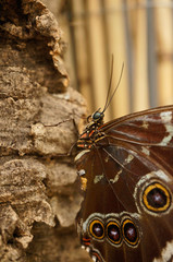 Obraz premium Tropischer Schmetterling - Blauer Morphofalter