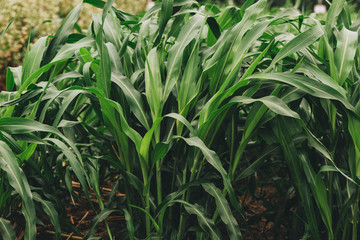 Sorghum millet field grown as fodder for livestock