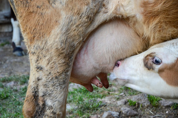 Young calf suckled at the udders of the cow