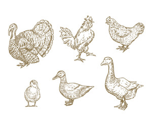 Hand Drawn Domestic Birds Set. A Collection of Poultry Farm Sketches. Engraving Style Turkey, Chicken and Ducks Drawings.