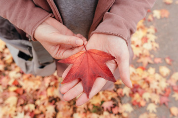 Colorful japanese maple leaf in hand
