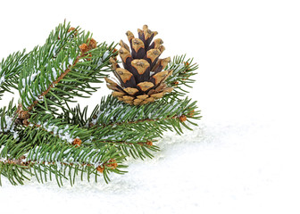 Fototapeta na wymiar Christmas decorations on white background - Fir tree branch with cone in snow.