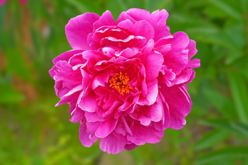 Peony purple  isolated on an abstract background with clipping path. Peony purple with lilac fringing close-up