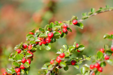 Firethorn plant (Pyracantha) with bright red berries or pomes in autumn