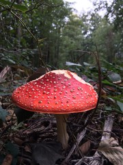 Toadstool in autumn