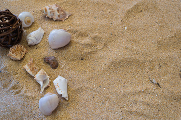 Fototapeta na wymiar Various sea shells in beach sand
