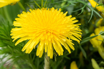 yellow dandelions