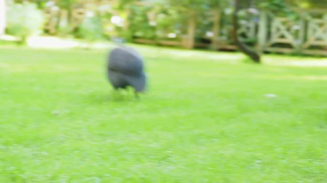 Helmeted guineafowl (Numida meleagris) looking for food in green grass lawn.