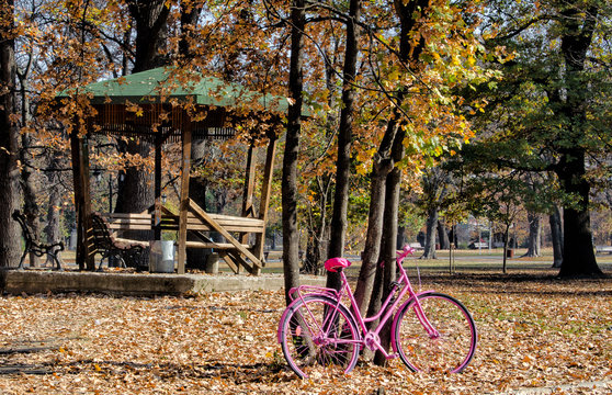 Autumn pink bicycle