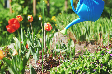 Gardener with blue watering can is watering tulipes in the garden. © Artem