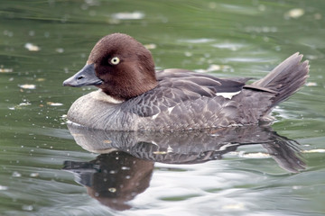 Common goldeneye (Bucephala clangula), female