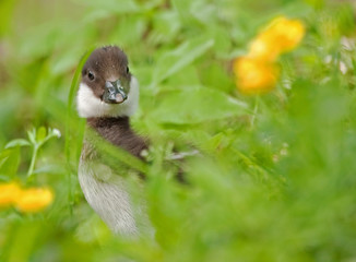 Duckling in the grass