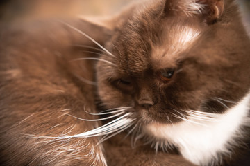 brown British cat with white paws lying in his house