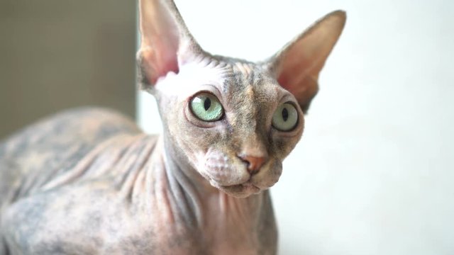 Closeup portrait of a cranky sphynx cat front view - isolated on grey background