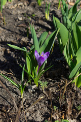 Crocus flowers