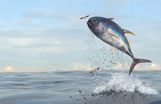 Tuna fish jumping to catch flying fishes in ocean 3d Render