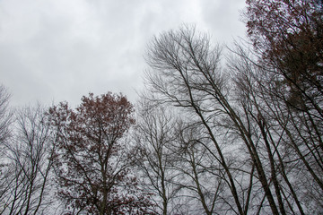 November trees in New England