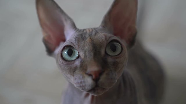 Domestic cat of the Sphynx breed. Portrait of a bald gray cat that lies in a rug
