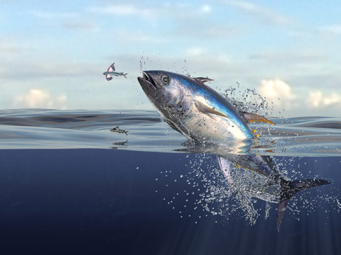 Tuna fish jumping out of water half of it in water, so many splashes and action in ocean 3d render
