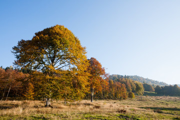 Trees in autumn season background. Autumn lansdscape