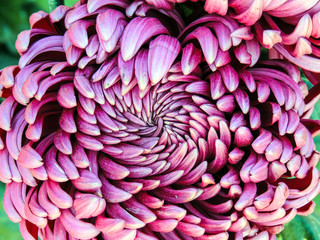 abstract background with flowers