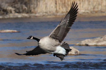 Goose