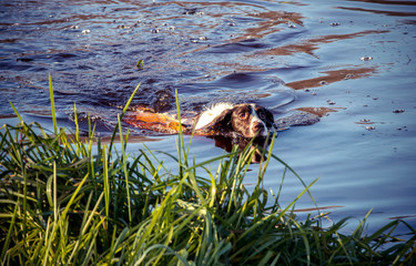 springer spaniel swimming in the river, sunny day