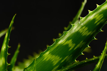 Aloe vera plant in close up over dark background