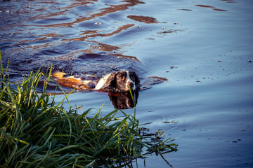 springer spaniel swimming in the river, sunny day