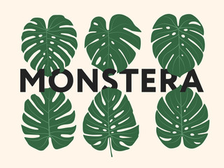 Monstera Tropical Jungle Plant Green Leaves. Flat Vector Illustration Set Isolated on White.   - obrazy, fototapety, plakaty