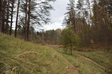 Obraz premium road in the forest