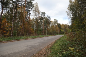 road in the forest