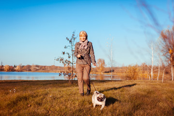 Master walking pug dog in autumn park by river. Happy woman enjoying time with pet.