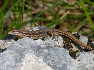 Wall Lizard, Nébias, Languedoc-Roussillon, France