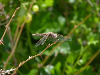 Variegated Meadowhawk dragonfly, Frisco, Colorado, USA