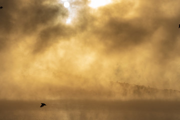 Bird in the Mist