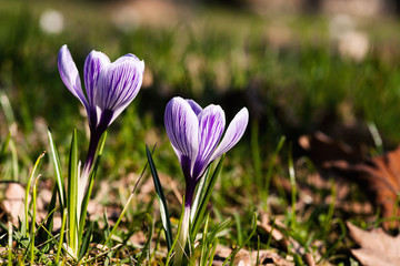 Crocus flowers