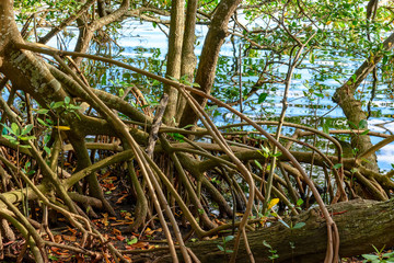 Obraz premium Natural and preserved mangrove vegetation on the edge of a lagoon in Brazil