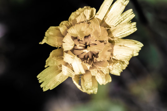 A Flower with morning dew