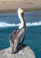 pelican perched on a jetty rock overlooking Corona Del Mar beach in Newport Beach California on a sunny day