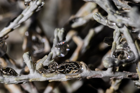 Waterdrops in branches