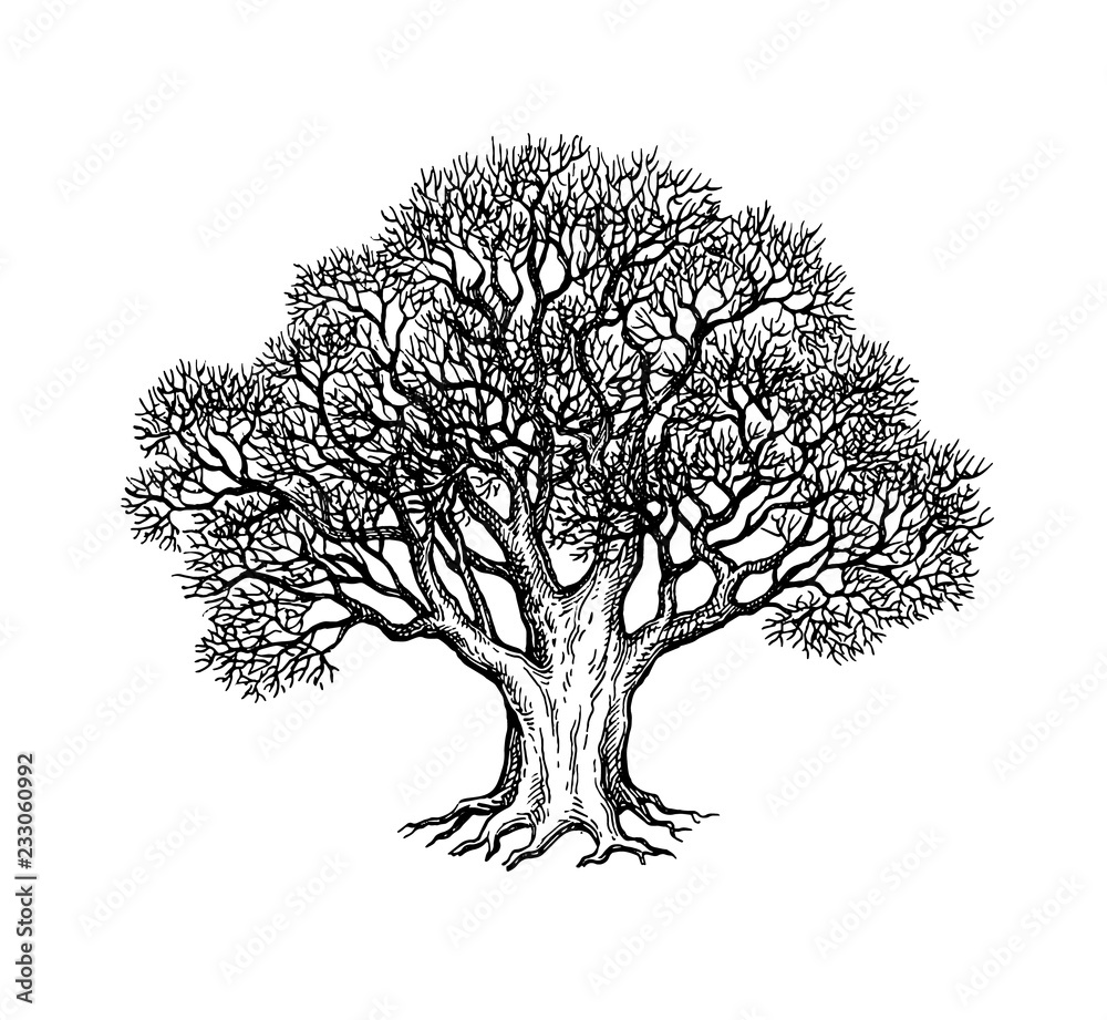Canvas Prints ink sketch of oak tree.