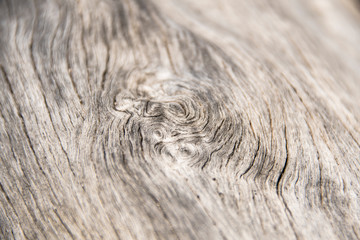 Dried wood structure and pattern