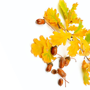 Dried acorns with oak leaf isolated on white. Free space for text.