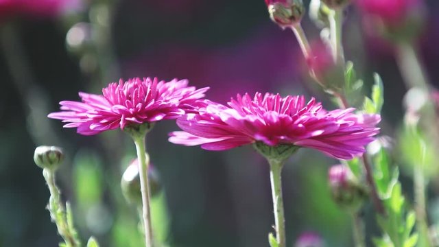 Lilac chrysanthemums in the garden, sunny day, selective focus, light breeze, backlight, bokeh, shallow depth of the field, 59.94 fps.
