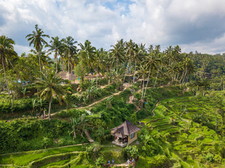 Fototapeta na wymiar Aerial view to Tegallalang rice terraces near Ubud. Beautiful scenes of rice paddies and well-known spot for tourists. Bali, Indonesia.